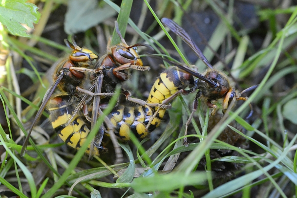 hoornaar (vespa crabo) 10-2024 1104